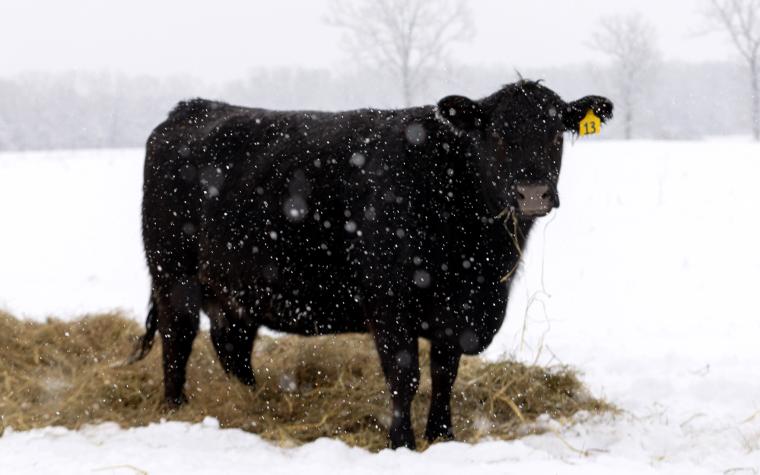 Cow