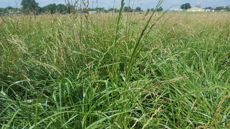 fescue pasture