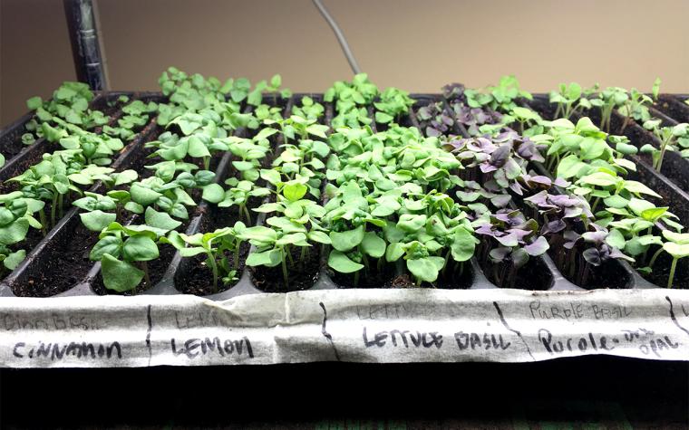 Starting seeds indoors