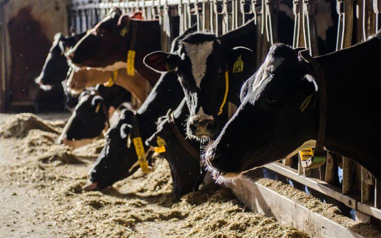 Dairy cattle stock photo.
