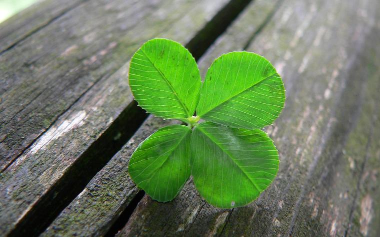 Four-leaf clover.