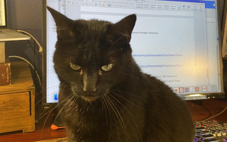 Curt Wohleber's black cat