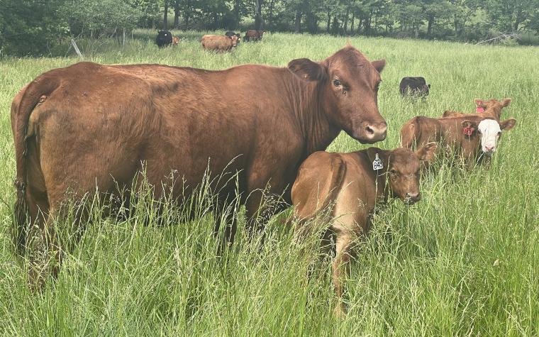 Cows in a field
