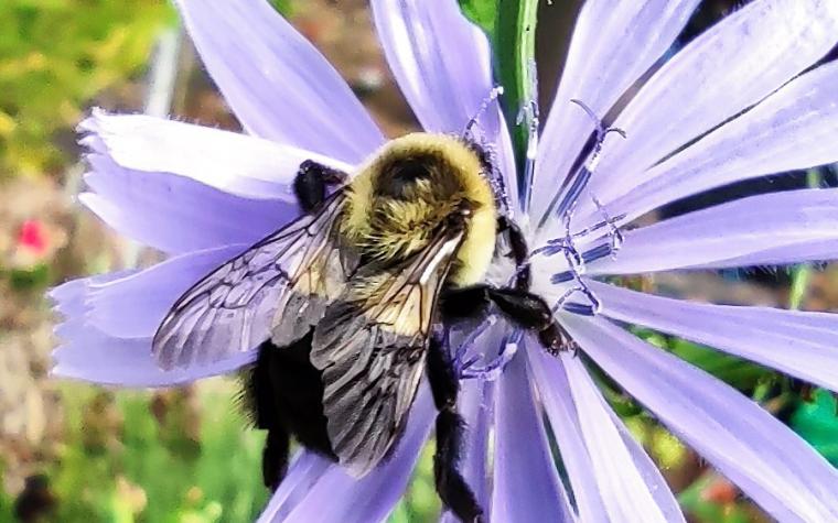 bumblebee on chicory