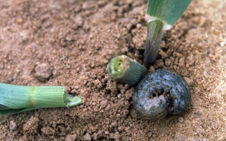 Black cutworm