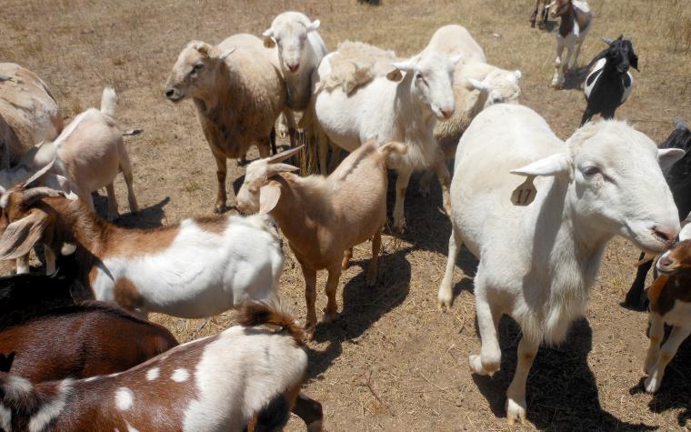 Sheep and goats