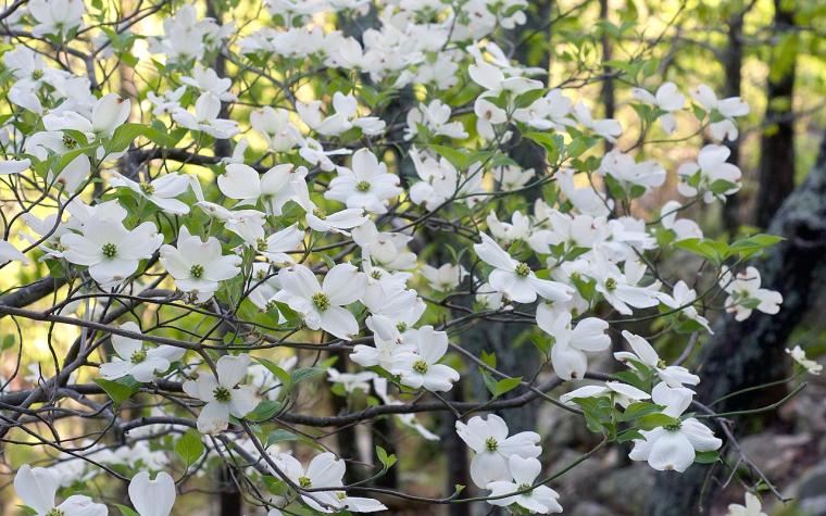 Flowering dogwood