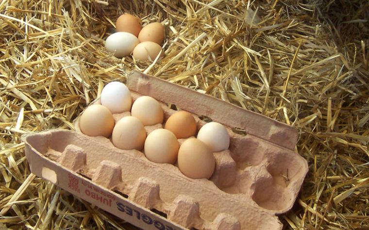 eggs