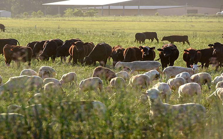 Grazing animals