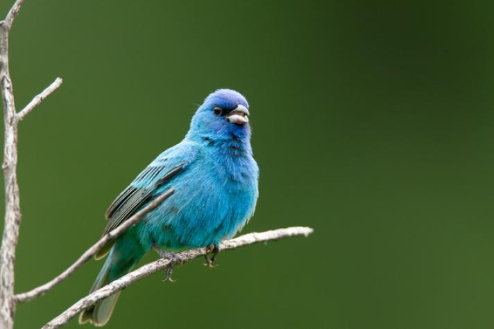 Indigo bunting