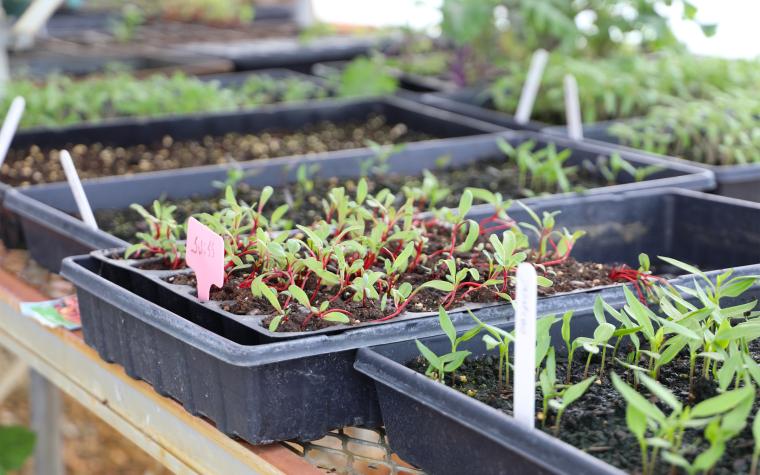 Bedding plants at MU Jefferson Farm and Garden