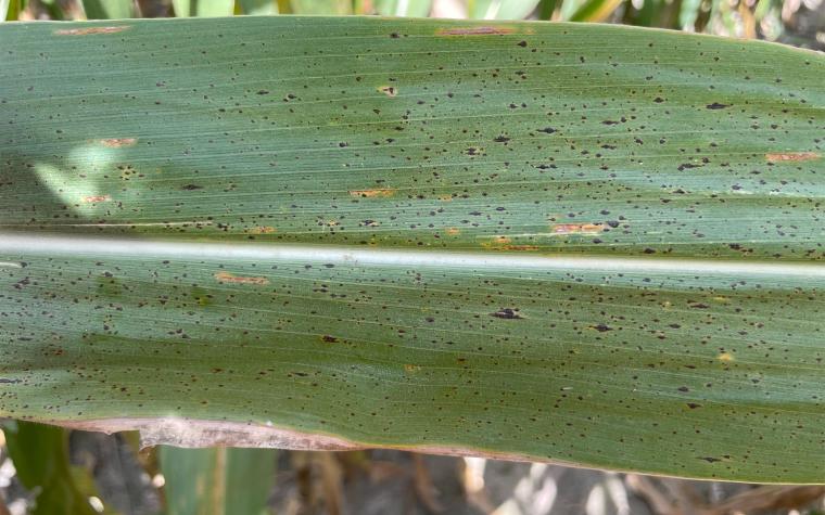 Tar spot of corn. Photo by Mandy Bish.