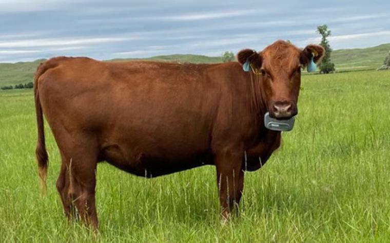 Cow wearing collar for virtual fencing system