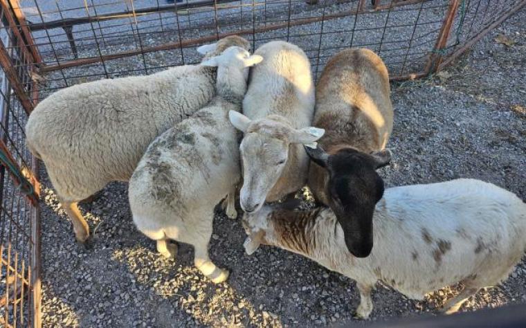 Sheep in a pen