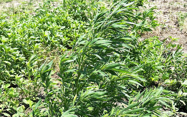 Kochia, a highly competitive weed