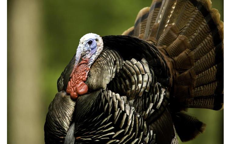wild turkey