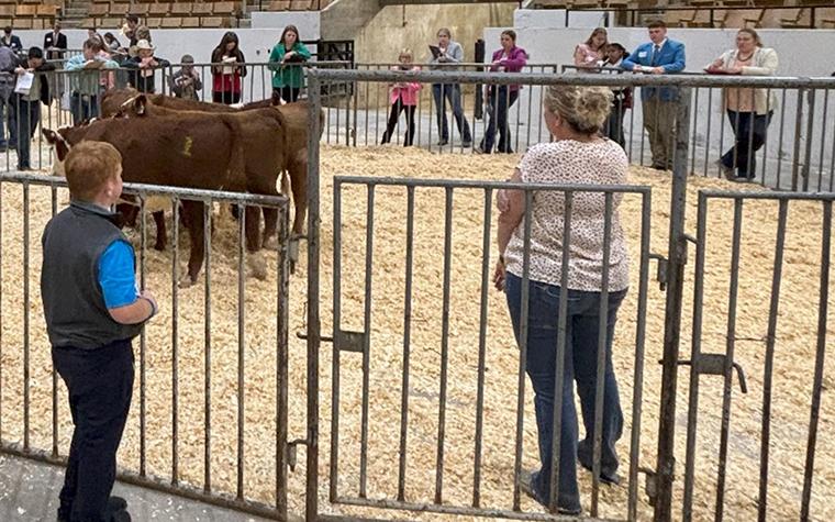 Judging cattle