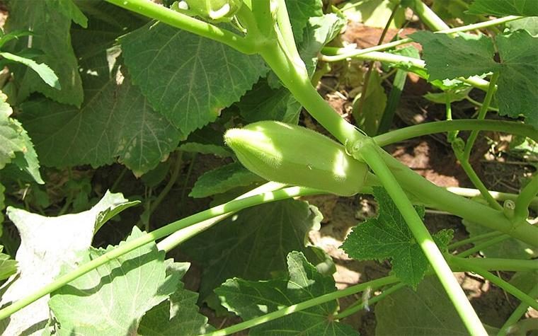 Okra plant