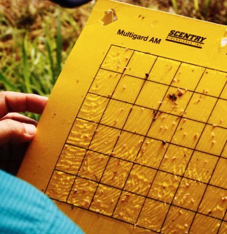 stick card