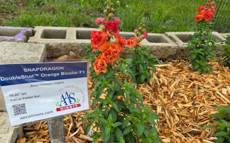 DoubleShot orange bicolor snapdragon