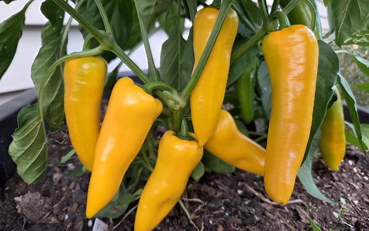 Pick-N-Pop yellow sweet pepper