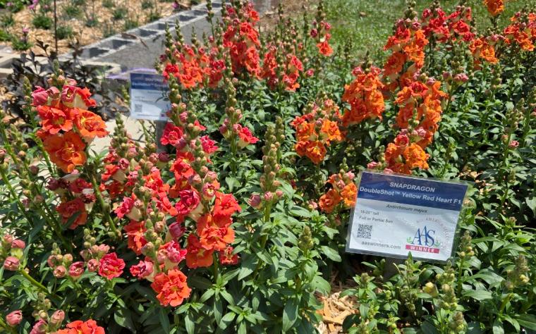 DoubleShot yellow red heart snapdragon