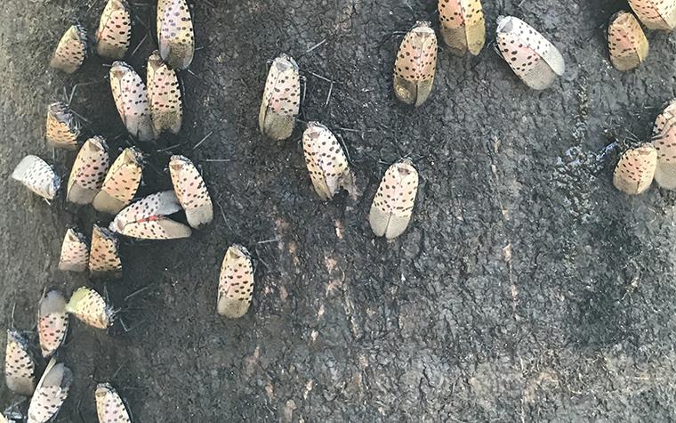 Spotted lanternfly knocking at Missouri's door | MU Extension
