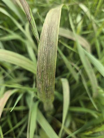 Closeup of crop damage