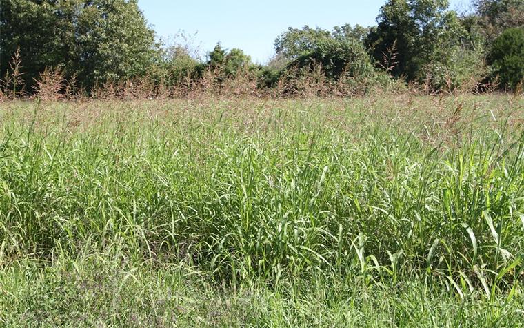 Johnsongrass