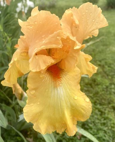 iris