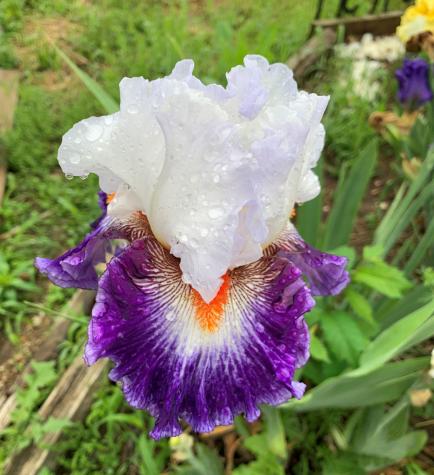 iris