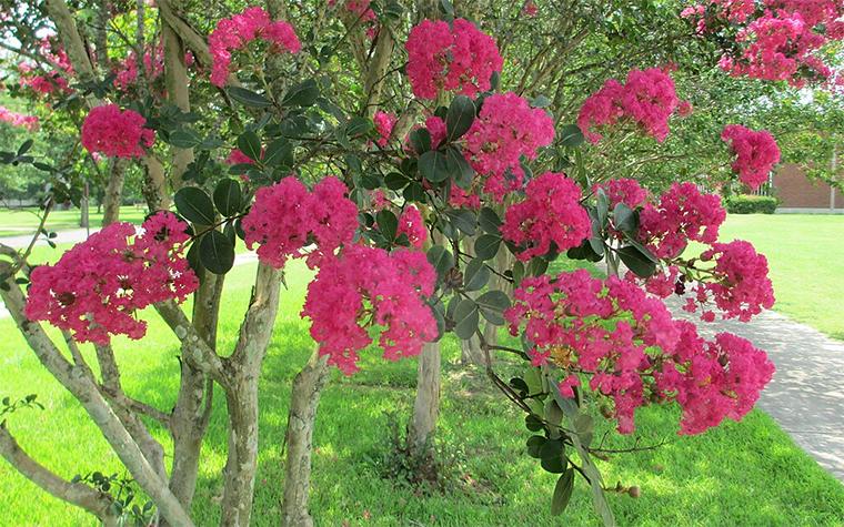 Crape myrtle in Louisiana