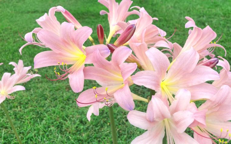 Lycoris