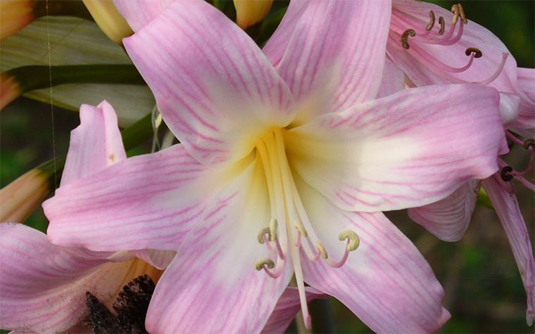 Lycoris