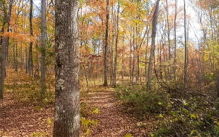 Forest in autumn