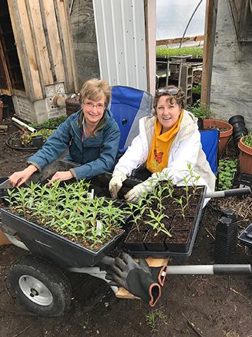 Planting milkweed