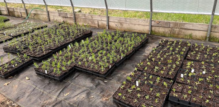 Milkweed plants in pots