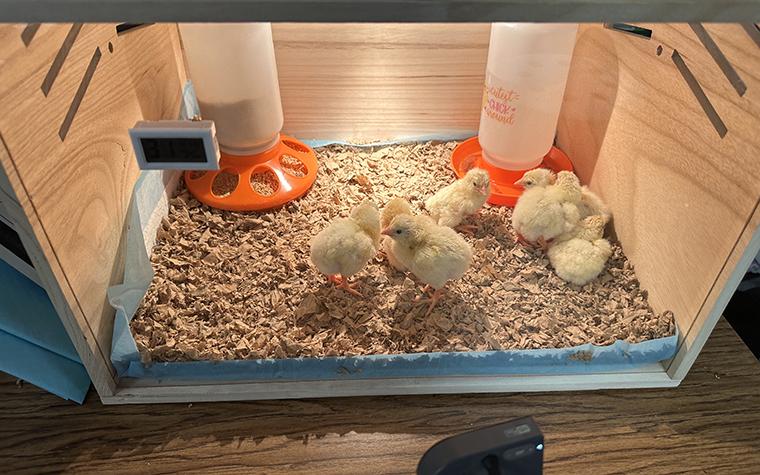 Newly hatched chicks