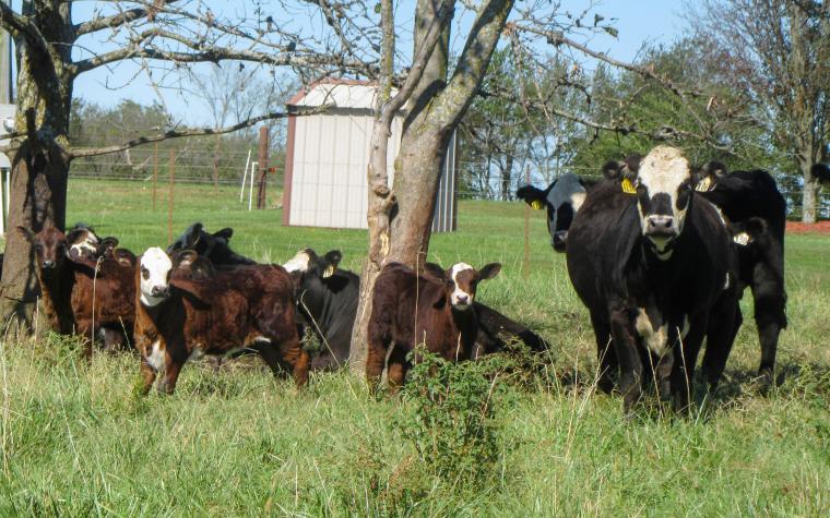 Heifers with calves