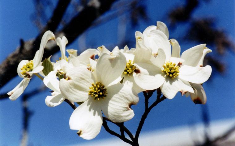Dogwood tree