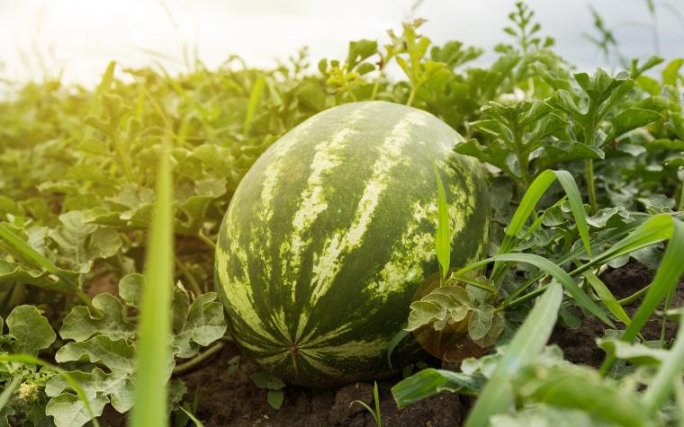 Watermelon in a field