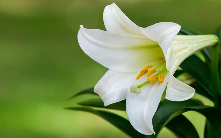 Easter lily