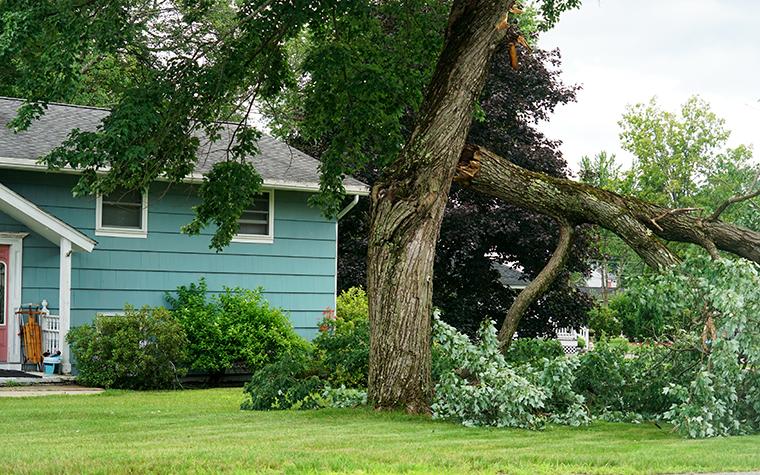 storm-damaged tree