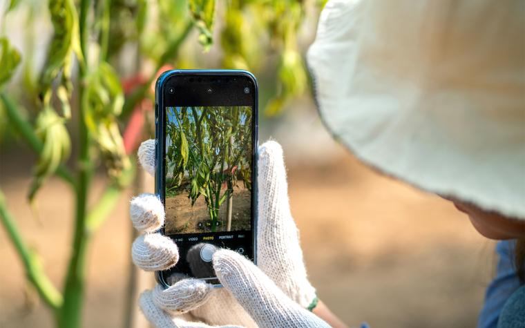 Person photographing plants