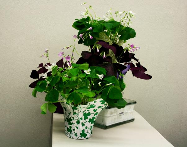 Some plants sold as “lucky shamrocks” are wood sorrels, not true shamrocks. Photo by Michele Warmund, MU Extension.