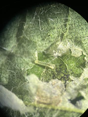 Soybean tentiform leafminer