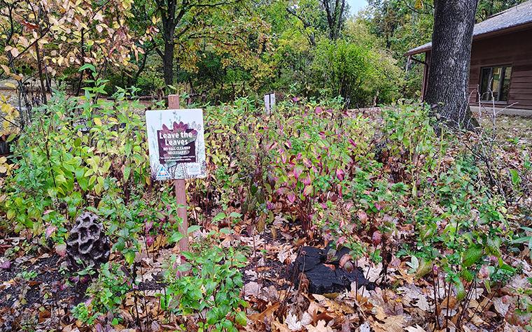Yard with leaves serving as pollinator habitat