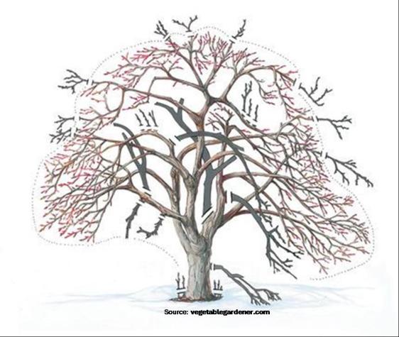 Tree pruning