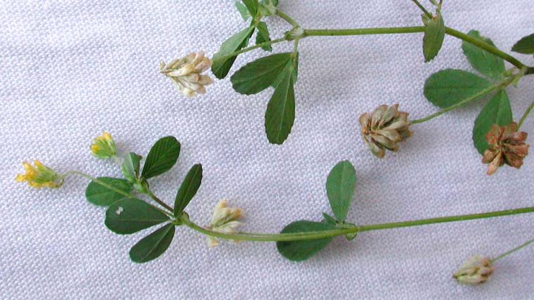 True shamrock: Yellow-flowered clover (Trifolium dubium). Photo by Krzysztof Ziarnek.
