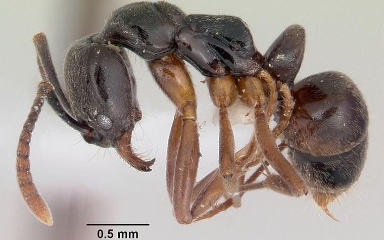 Asian needle ant